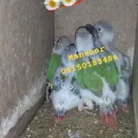 جوجه گرینچیک|پرنده|سراوان, |دیوار