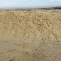 کاه گندم دیم