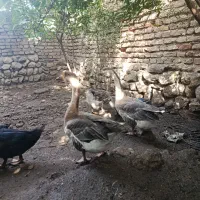 غاز|حیوانات مزرعه|کلباد, |دیوار