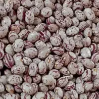 لوبیا چیتی درجه یک ۴تن