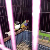 فنج گلدین جفت