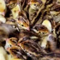 جوجه بلدرچین