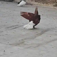 دم سفید سرخ نر مست