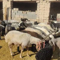 فروش 40راس میش