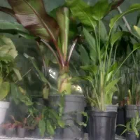 فروش گلهای اپارتمانی و تزئینی خاص|گل و گیاه طبیعی|مشکین‌دشت, |دیوار