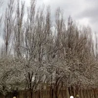 خرید و فروش انواع چوب