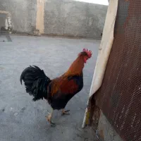 خروس کاکلی سالم