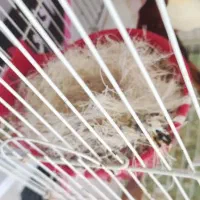 قناری|پرنده|جم, |دیوار