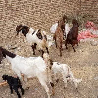 بزوبزغاله  درجه یک با بز نر|حیوانات مزرعه|باوله, |دیوار