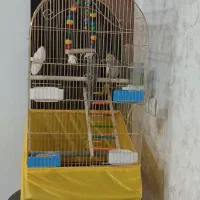 عروس هلندی نر و ماده