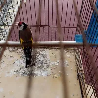 سهره چهار گل