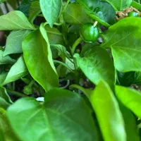 نشا انواع صیفی جات