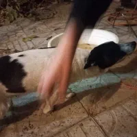 یک سگ خرطول