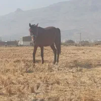 اسب|حیوانات مزرعه|دورود, |دیوار