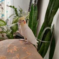 عروس هلندی نر و ماده تخم گذار