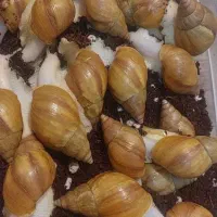 حلزون خانگی کلاژن ساز