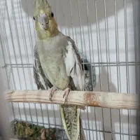 جفت عروس هلندی|پرنده|شیراز, جمال آباد|دیوار