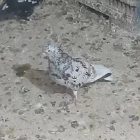 کبوتر فروشی