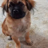 سگ ماده|سگ|پرند, فاز ۴|دیوار