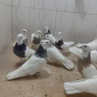 15عدد کبوتر طوقی|پرنده|صحنه, |دیوار