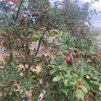 باغچه|فروش زمین و ملک کلنگی|خلجستان, |دیوار