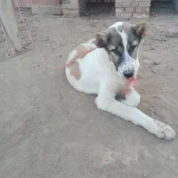 سگ آلابای فوروشی