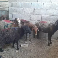 میش جوان.مفت مفت. بز.بره