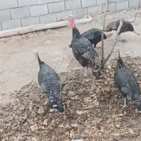 بوقلمون
