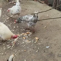 مرغ گلین|حیوانات مزرعه|سیمین شهر, |دیوار