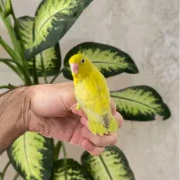 جوجه طوطی سرلاکی پروتلت|پرنده|تهران, سازمان برنامه جنوبی|دیوار