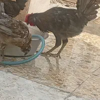 مرغ و خروس