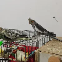 ۶ عدد عروس هلندی|پرنده|تنکابن, |دیوار