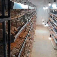 فروش دستگاه جوجه کشی|لوازم جانبی حیوانات|خرم‌آباد, |دیوار