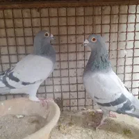 کبوتر|پرنده|مبارکه, |دیوار