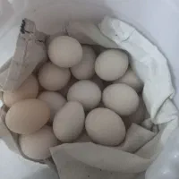 تخم مرغ محلی