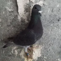 کبوتر یا کفتر|پرنده|شیراز, کوشک میدان|دیوار