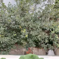 لاتاری-فرصت-طلایی210-مترتجاری-بر-اصلی-قلب-مطهری