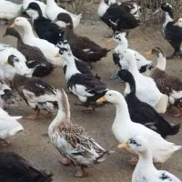 اردک های پکنی