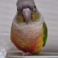 طوطی گرینچیک