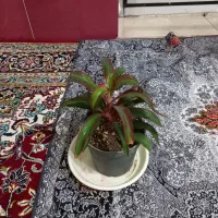 گل های زیبا|گل و گیاه طبیعی|بناب, |دیوار