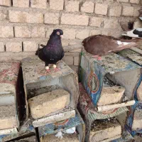 به شرط|پرنده|اصفهان, تیران|دیوار