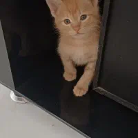 واگذاری گربه|گربه|کرج, جهان‌شهر|دیوار