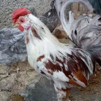 تخم مرغ نطفه دار گلین خروس