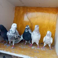 کبوتر پرشی شکار|پرنده|یزد, |دیوار