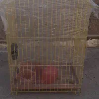 قفس پرنده