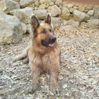 سگ ژرمن اصیل