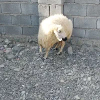 سلام فروش ۳راس بره و۲راس میش|حیوانات مزرعه|بندرعباس, |دیوار