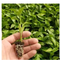 نشا فلفل دوتان