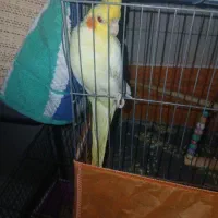 عروس گم شده
