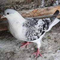 ساده مگسی .سرخ یک کت . چپ پور